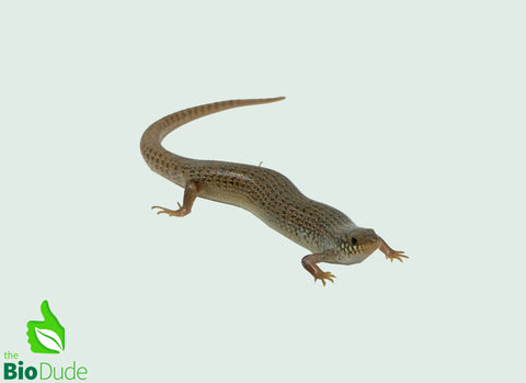 Chalcides Ocellatus - Ocellated Skink - Baby