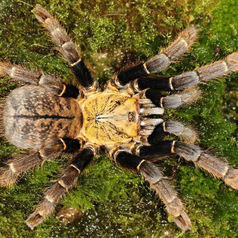 Ornithoctoninae sp. "Ho Chi Minh" – Earth Tiger Tarantula | Rare Vietnamese Species | Live Arrival Guarantee | TDE