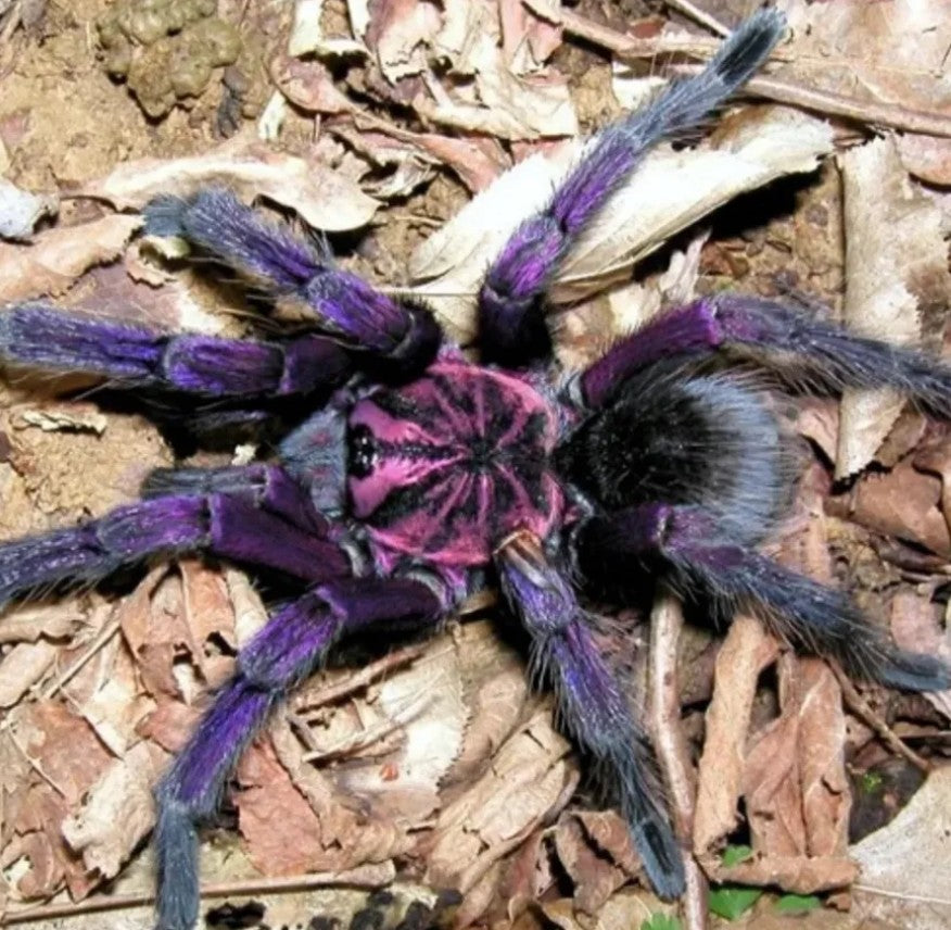 Pamphobeteus sp Machala – Purple Bloom Birdeater Tarantula | Purple Velvet Giant | TDE