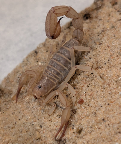 Paravaejovis confusus – Sandy Devil Scorpion | Yellow Ground Scorpion | TDE