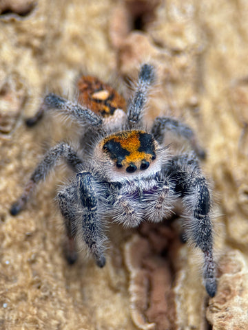 Phidippus regius – Regal Jumping Spider | Popular Beginner-Friendly Species | TDE