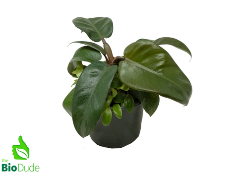 4" Pot Philodendron Black Cardinal