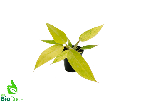 4" Pot Philodendron Calkin's Gold