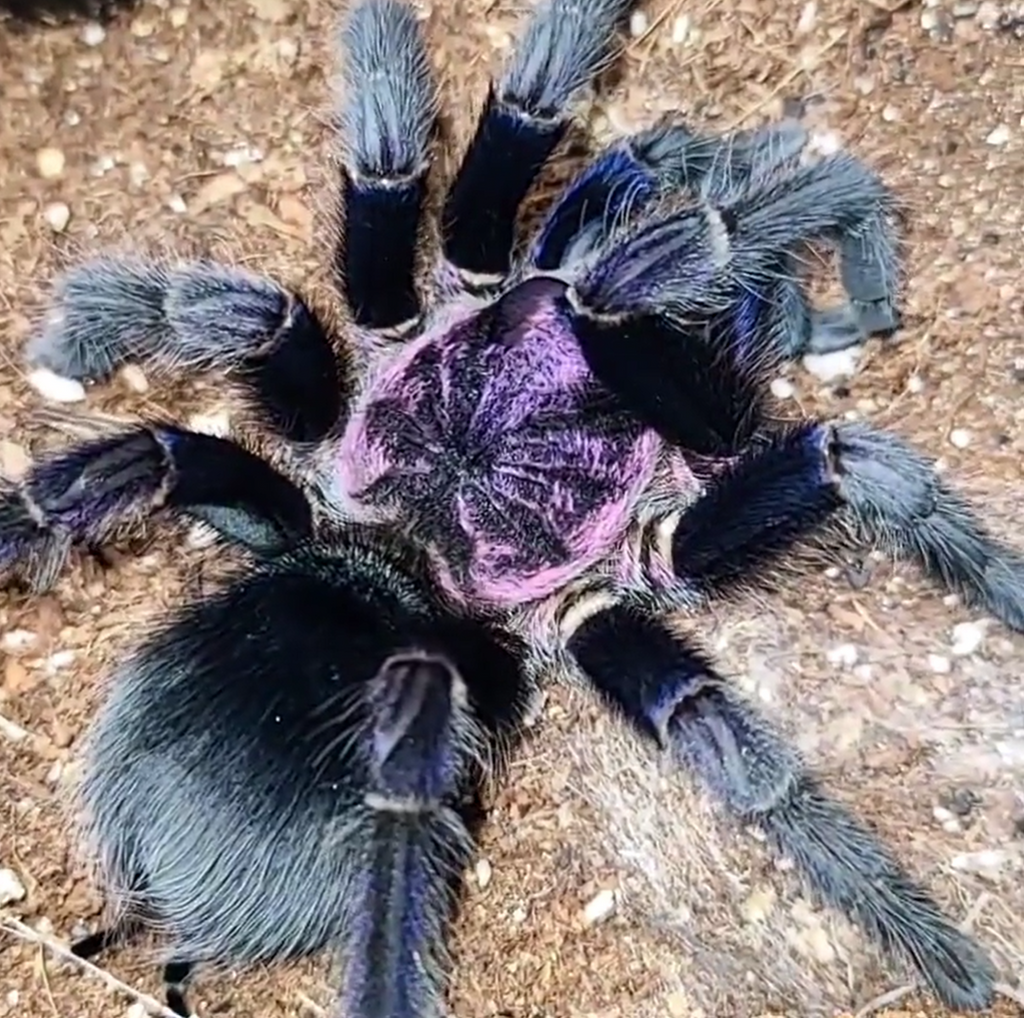 Phormictopus sp. "Dominican Purple" – Dominican Purple Birdeater Tarantula | Stunning Caribbean Species | Live Arrival Guarantee | TDE