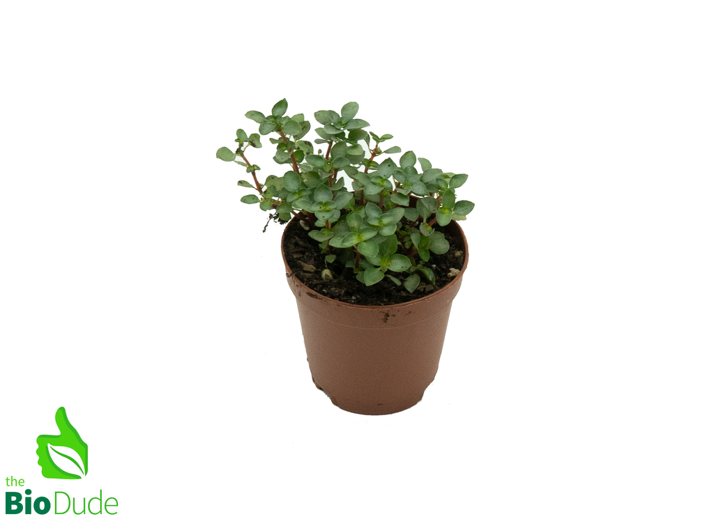 2" Pot Pilea Aquamarine
