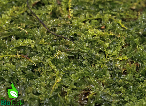 Live hand propagated Plagiomnium cuspidatum moss