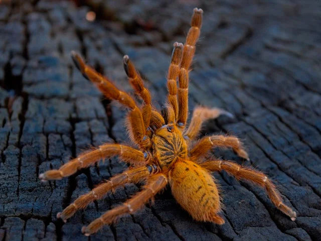 Pterinochilus murinus 'Usambara' – Orange Baboon Tarantula | RCF Red Color Form | TDE