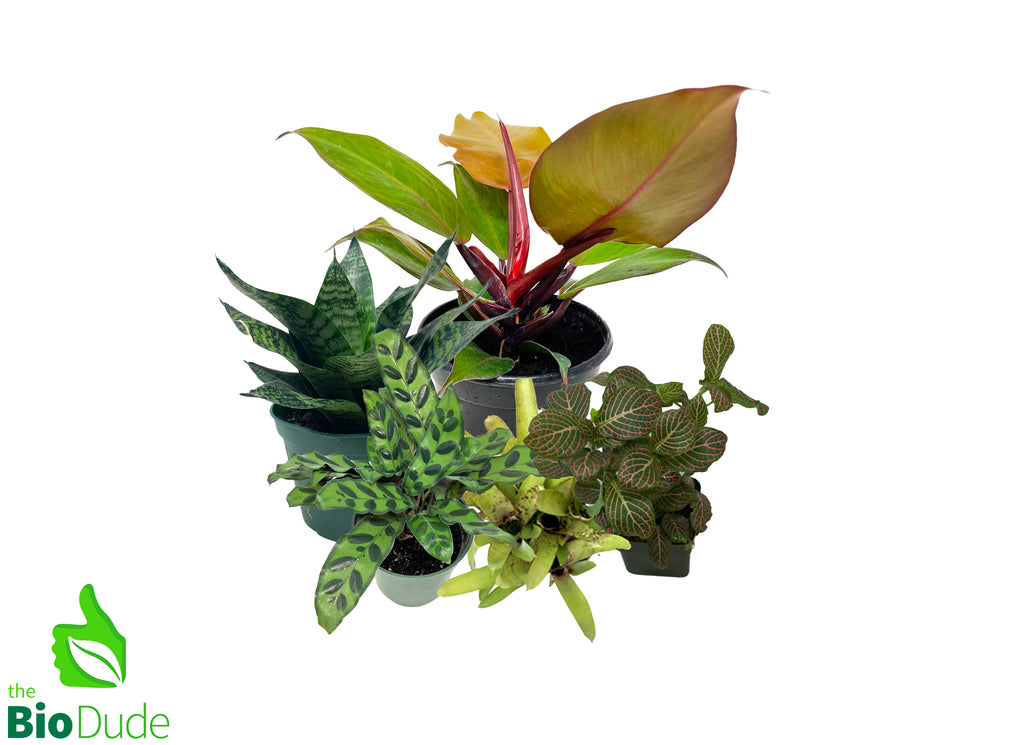 Red-Eyed Tree Frog Plant Pack V2