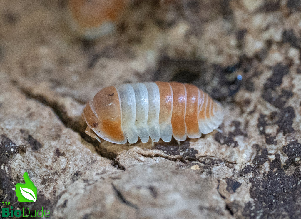 Cubaris sp. "Red Panda King" Isopods FREE SHIPPING