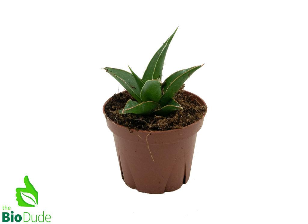 4" Pot Sansevieria Tower (juvenile form; will eventually grow tall)
