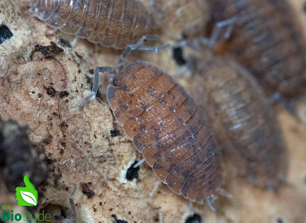 Porcellio Scaber "Red Calico" Isopods FREE SHIPPING
