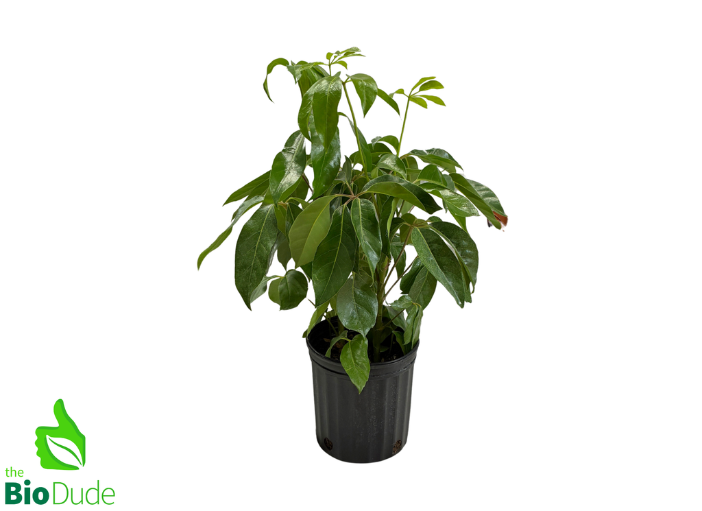 8" Pot Schefflera Amate