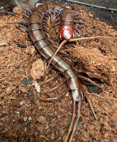 Scolopendra sp. 'Buton Black' – Buton Black Centipede | Chocolate-to-Black Giant with Cherry Head | Live Arrival Guarantee | TDE