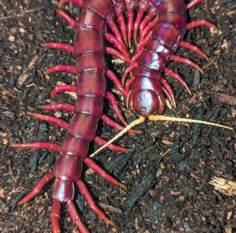 Scolopendra sp. 'Sumatran Purple' – Sumatran Purple Centipede | Purple Giant | Red Rosie | Live Arrival Guarantee | TDE