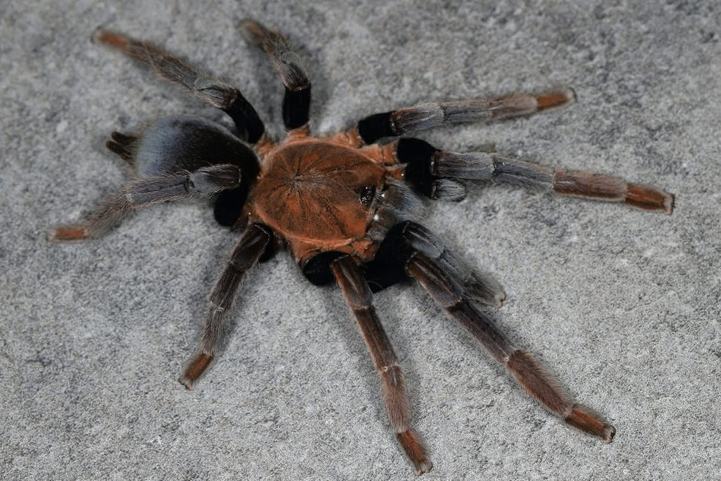 Selenocosmia arndsti – New Guinea Rust Orange Tarantula | Rare Asian Species | Live Arrival Guarantee | TDE