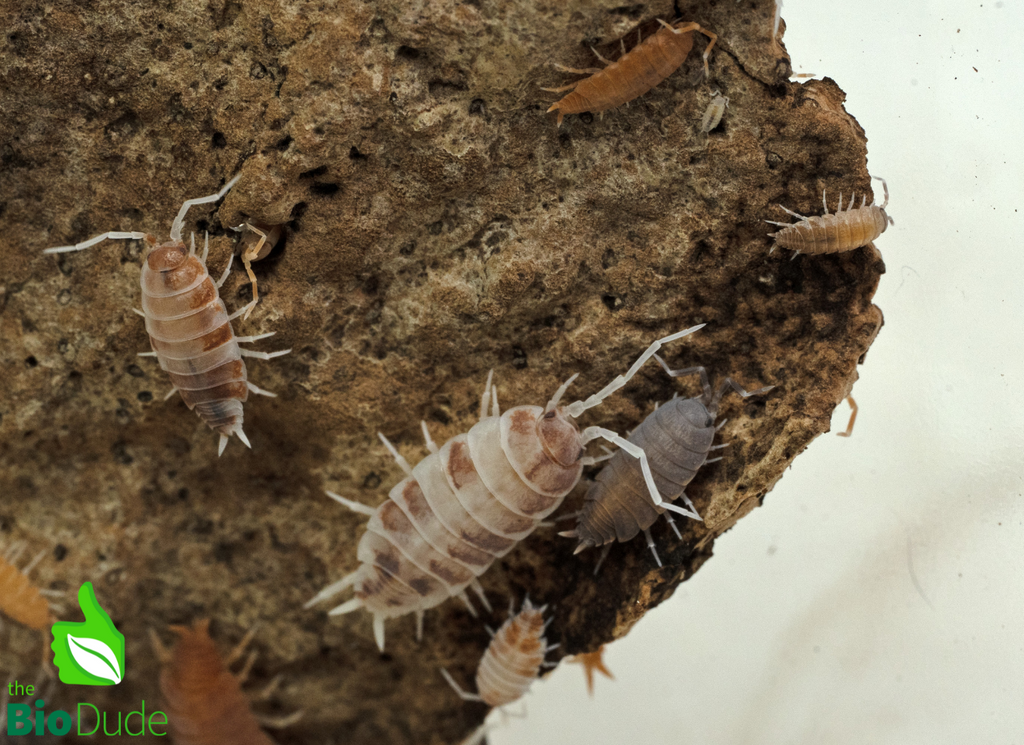 Porcellionides pruinosus "Party Mix" Isopods FREE SHIPPING
