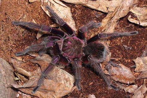 Theraphosa apophysis – Pink Footed Goliath Birdeater | Massive New World Species | Live Arrival Guarantee | TDE