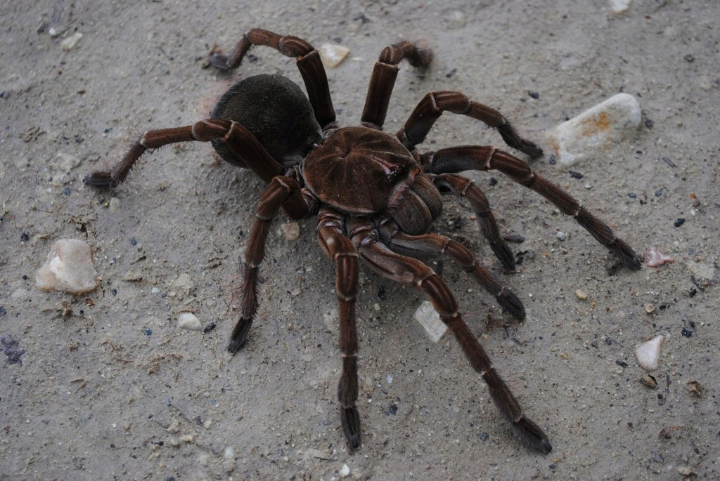 Theraphosa stirmi – Burgundy Goliath Birdeater | Massive New World Species | Live Arrival Guarantee| TDE