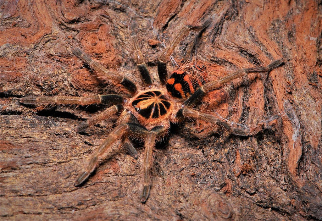 Theraphosinae sp Colombia – Colombian Crowned Tarantula | Rare Undescribed Species | Live Arrival Guarantee | TDE
