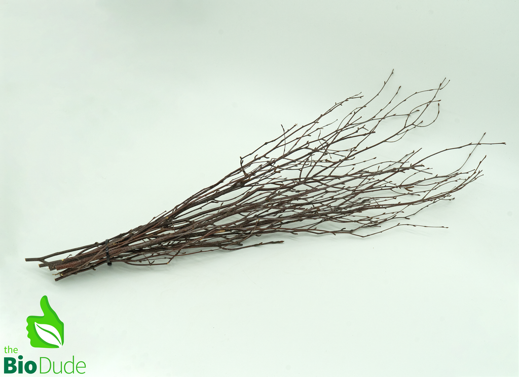 Thin Birch Branches Up to 42" 10 pack