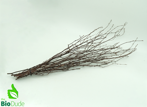 Thin Birch Branches Up to 42" 10 pack