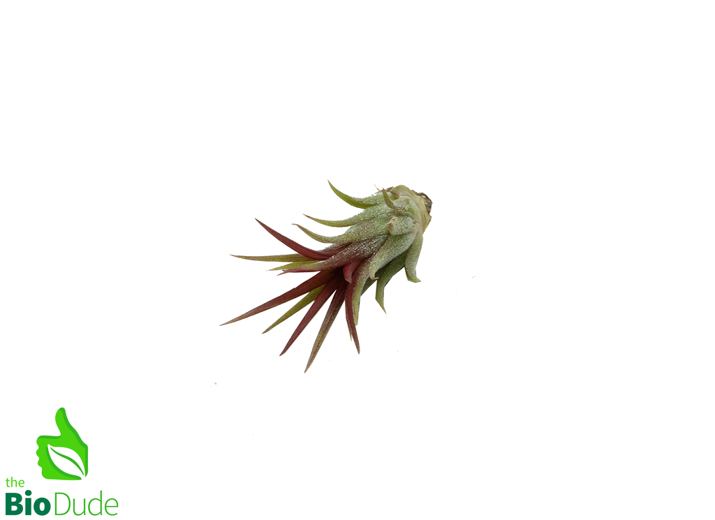 Ionantha Fuego Tillandsia 1-2"