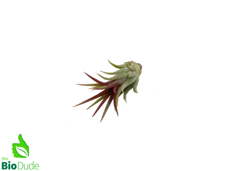 Ionantha Fuego Tillandsia 1-2"