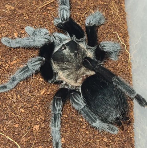Tliltocatl schroederi – Mexican Black Velvet Tarantula | Velvety Black New World Species | Live Arrival Guarantee | TDE
