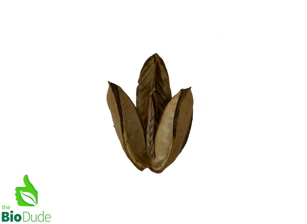 Natural Tridente Heads