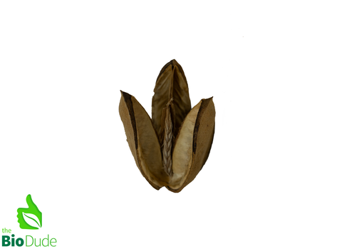 Natural Tridente Heads