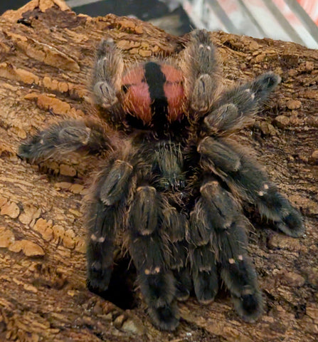 Typhochlaena curimum – Paraiba Jewel Tarantula | Rare Arboreal Trapdoor | Live Arrival Guarantee| TDE