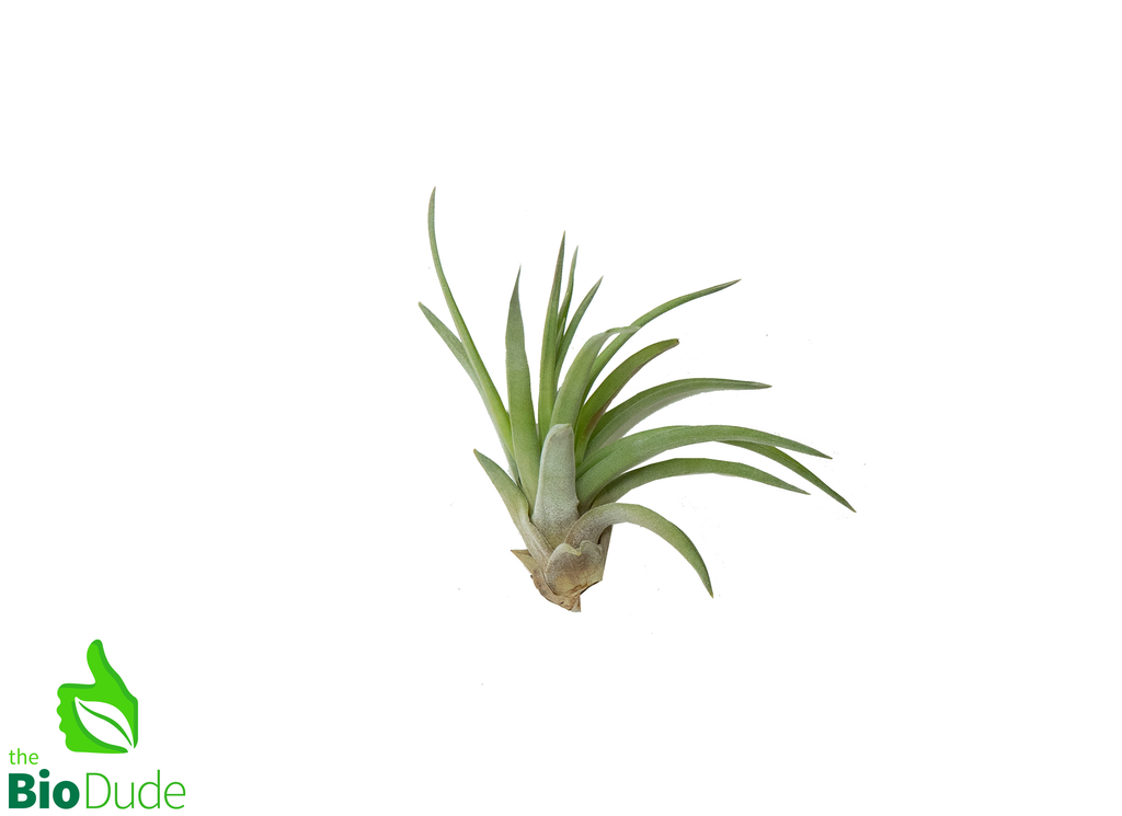 Velutina Tillandsia 2-3"
