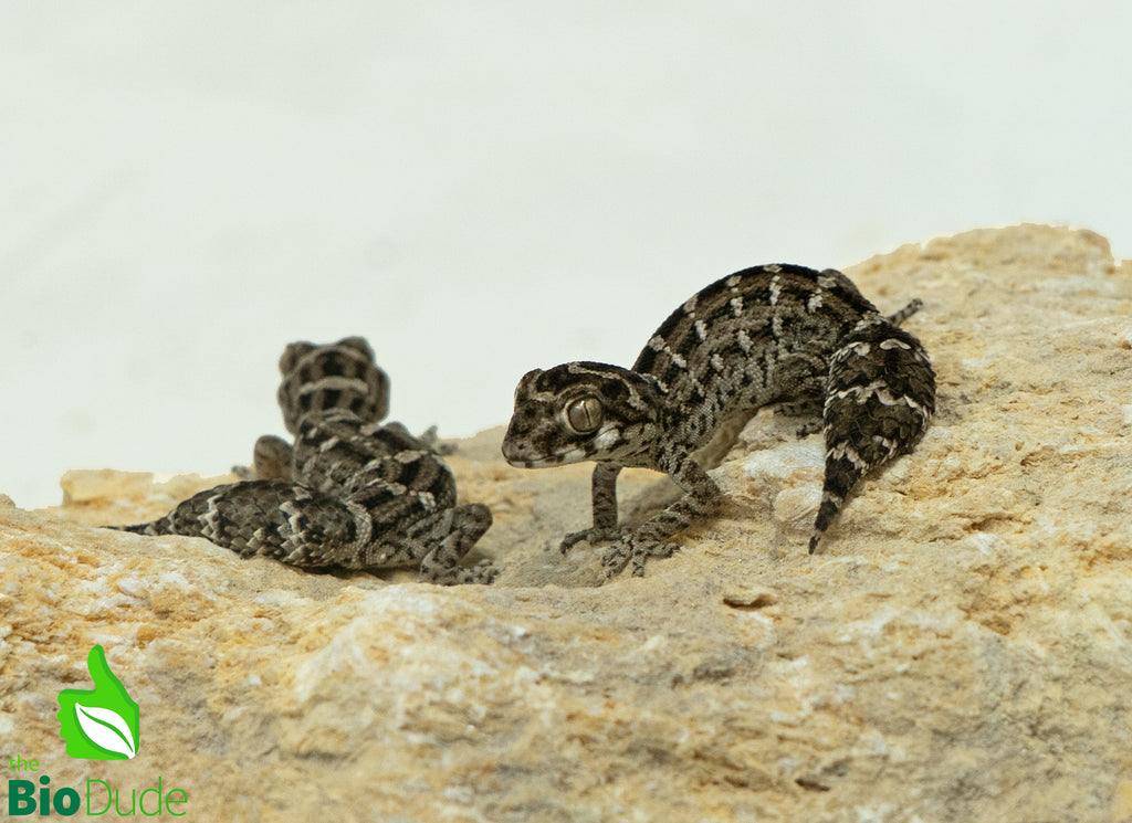Viper Gecko - Juvenile