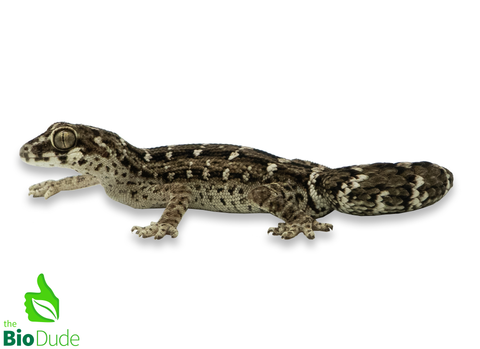 Hemidactylus imbricatus (captive-bred) | Viper Gecko, Carrot-Tail Gecko