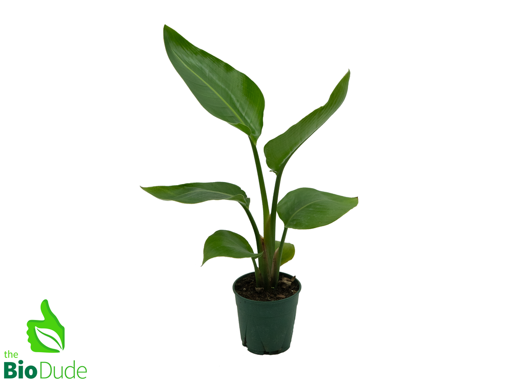 5" Pot Strelitzia-Nicolai (White Bird Of Paradise)