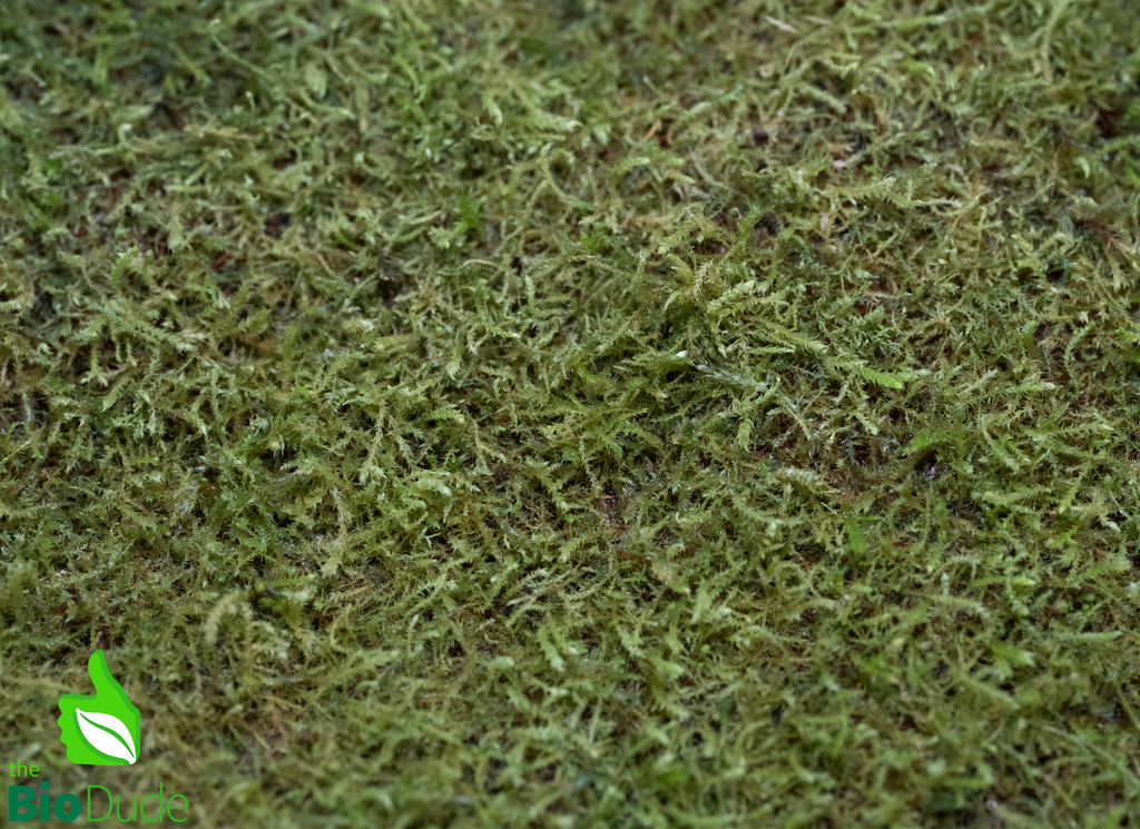 Live hand propagated Wichurae Moss