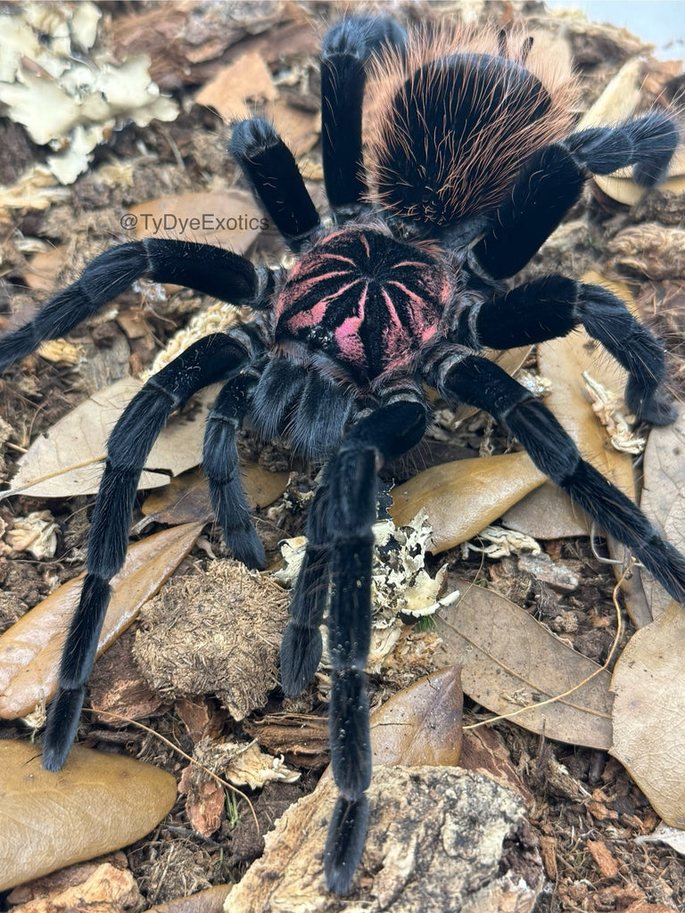 Xenesthis intermedia – Amazon Blue Bloom Tarantula | Rare Birdeater Species | Live Arrival Guarantee| TDE