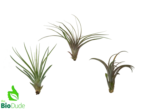 XL Tillandsia Bromeliad - Assorted 5-10"