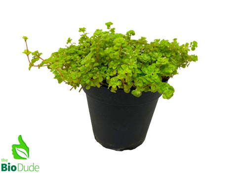 4" Pot Pilea Baby Tears