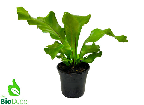 4" Pot Bird's Nest Fern Nidus