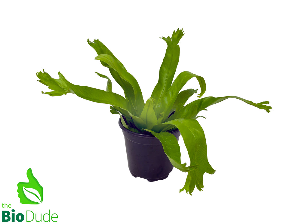 4" Pot Bird's Nest Fern Crissie