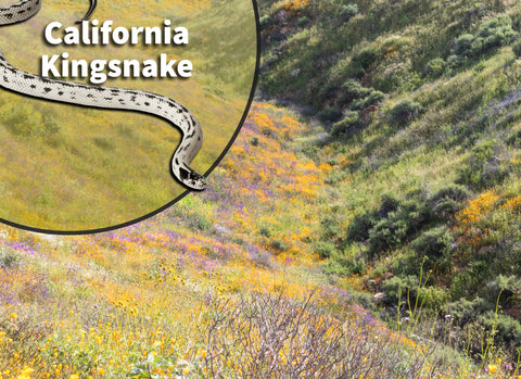 California King Snake (Lampropeltis getula californiae) Bioactive Vivarium Kit