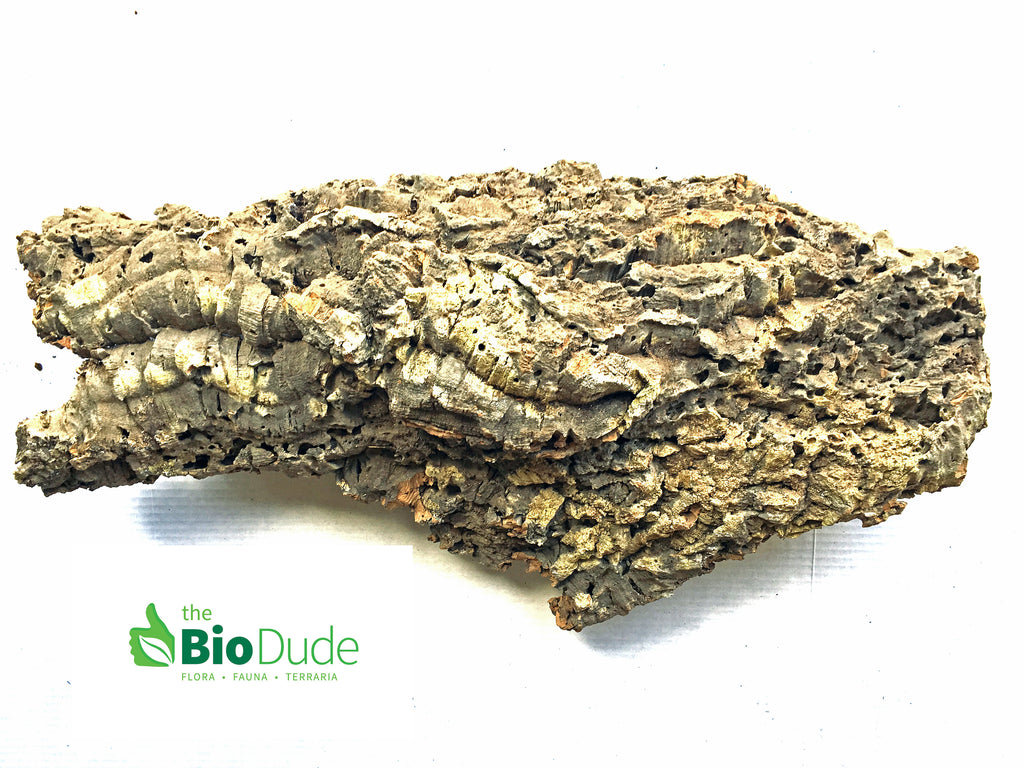 Large *Show Grade* Cork Bark Flat 24" - 32"