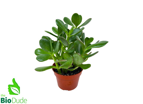4" Pot Crassula Jade Plant