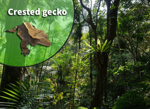 Crested Gecko (Correlophus ciliatus) Bioactive Vivarium Kit