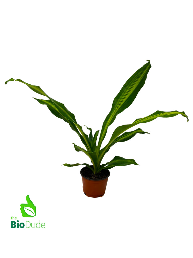 4" Pot Dracaena Giganta