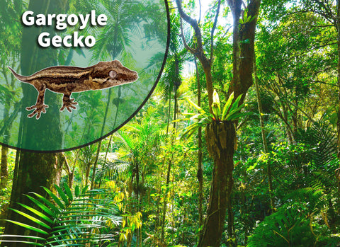 Gargoyle Gecko (Rhacodactylus auriculatus) Bioactive Vivarium Kit