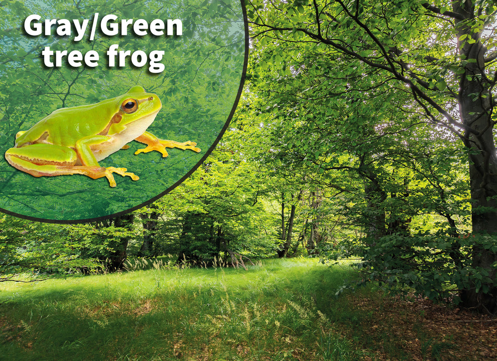 American Green Tree Frog (Dryophytes cinereus or Hyla cinerea) Bioactive Vivarium Kit