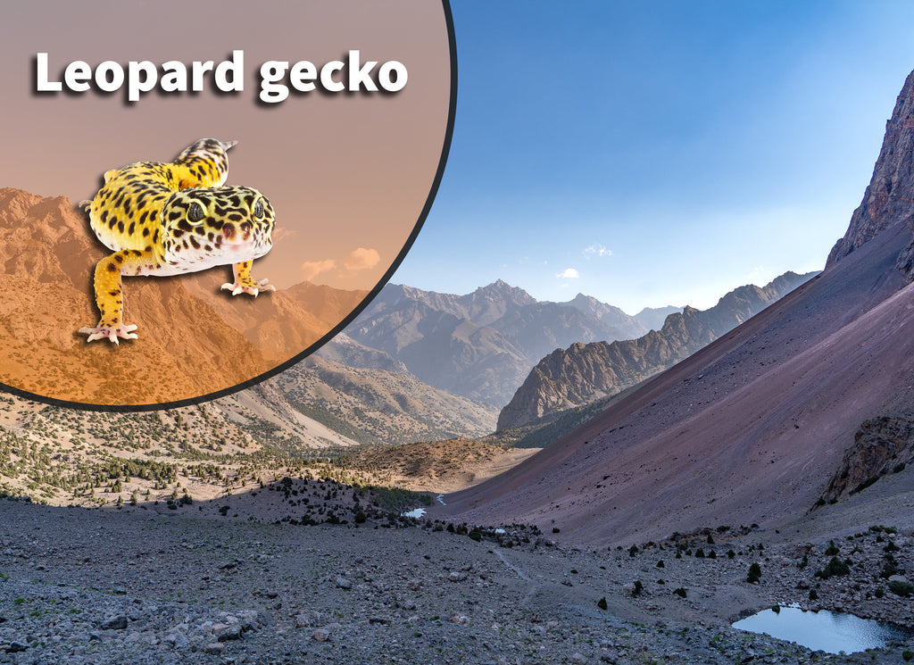 Leopard Gecko (Eublepharis macularius) Bioactive Vivarium Kit
