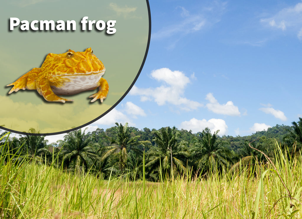 Pac Man Frog (Ceratophrys species) Bioactive Vivarium Kit